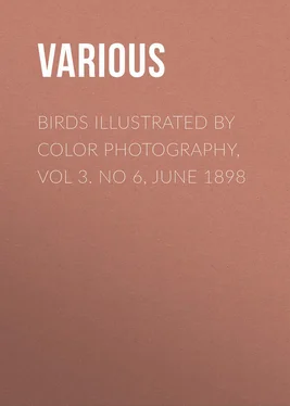 Various Birds Illustrated by Color Photography, Vol 3. No 6, June 1898 обложка книги