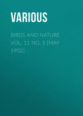 Various Birds and Nature Vol. 11 No. 5 [May 1902] обложка книги