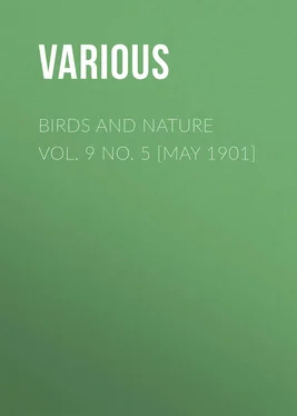 Various Birds and Nature Vol. 9 No. 5 [May 1901] обложка книги