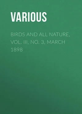 Various Birds and All Nature, Vol. III, No. 3, March 1898 обложка книги