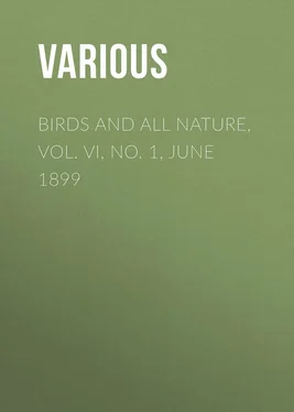 Various Birds and All Nature, Vol. VI, No. 1, June 1899 обложка книги