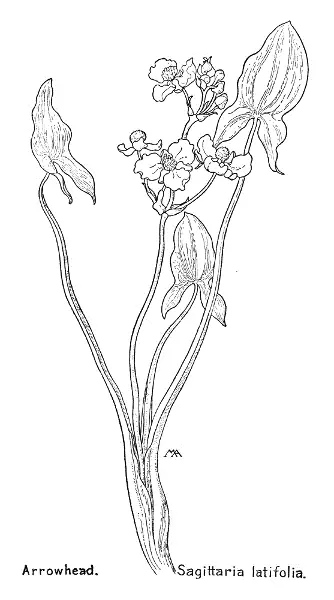 Arrowhead Sagittaria latifolia LILY FAMILY Liliaceae A wonderfully - фото 2