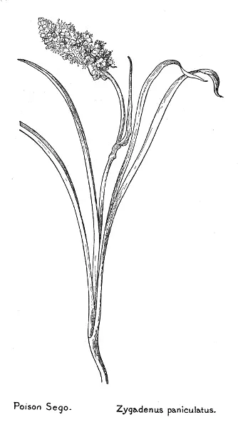 Poison Sego Zygadenus paniculatus Zygadene Zygadènus élegans White - фото 7