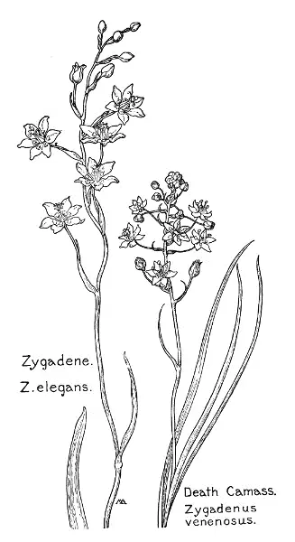 Zygadene Z elegans Death Camass Zygadenus venenosus False Hellebore - фото 8
