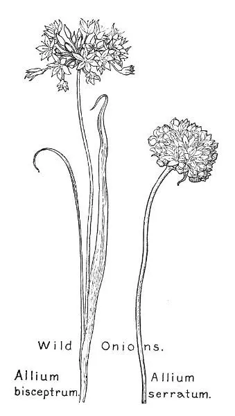 Wild Onions Allium bisceptrum Allium serratum There are many kinds of - фото 14