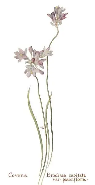 Field Book of Western Wild Flowers - изображение 15