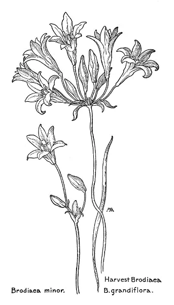 Field Book of Western Wild Flowers - изображение 19