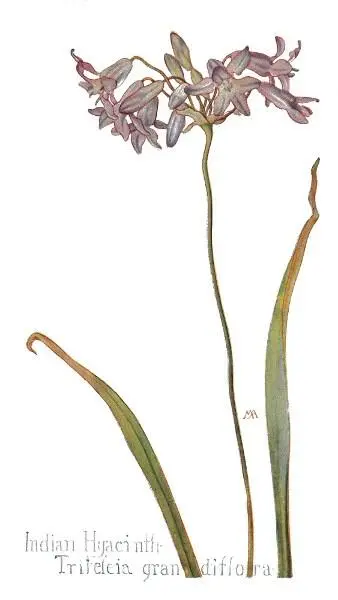 Indian Hyacinth Triteleia grandiflora White Brodiaea Triteleia - фото 26