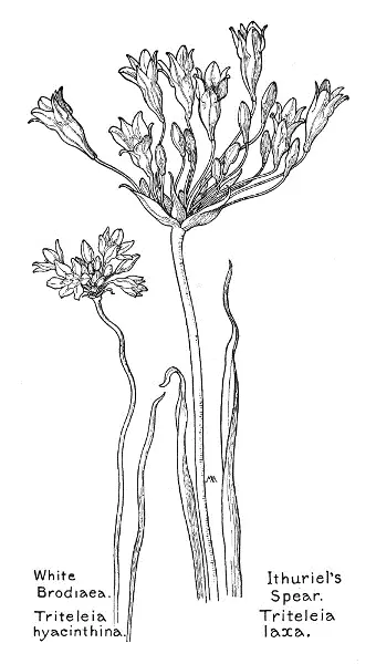 White Brodiaea Triteleia hyacinthina Ithuriels Spear Triteleia laxa - фото 27