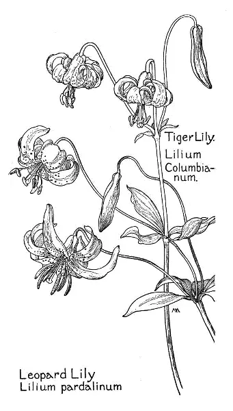 Tiger Lily Lilium Columbianum Leopard Lily Lilium pardalinum There are - фото 40