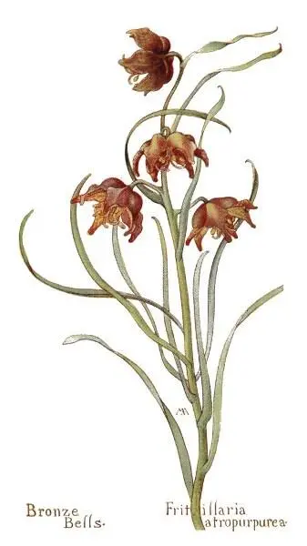 Bronze Bells Fritillaria atropurpurea Yellow Fritillary Fritillaria - фото 41
