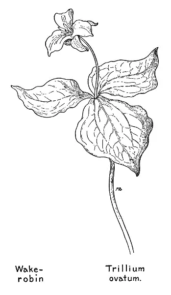 Wakerobin Trillium ovatum There are three kinds of Xerophyllum - фото 46