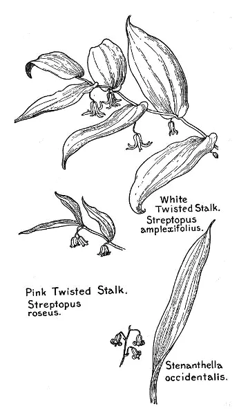 White Twisted Stalk Streptopus amplexifolius Pink Twisted Stalk Streptopus - фото 48