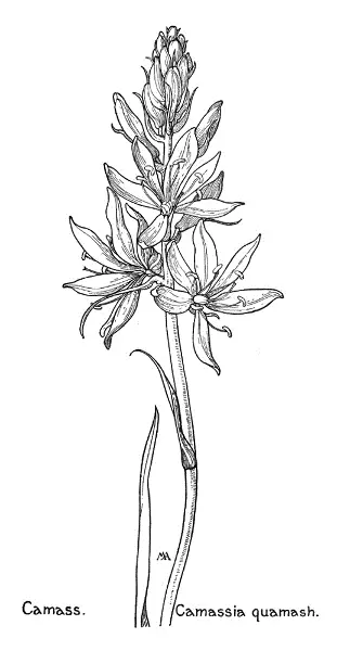 Camass Camassia quamash There are six kinds of Clintonia of North America - фото 49