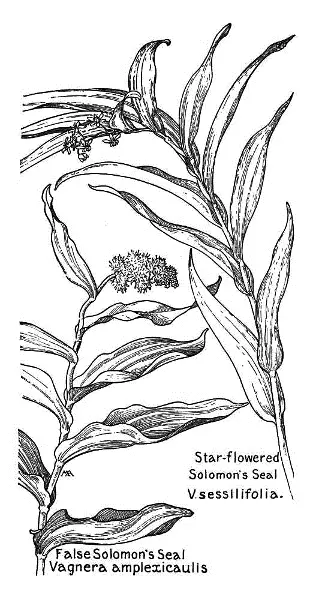 Field Book of Western Wild Flowers - изображение 51