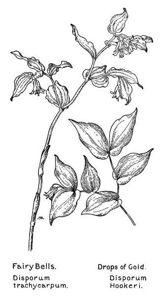 Fairy Bells Disporum trachycarpum Drops of Gold Disporum Hookeri Perhaps - фото 53
