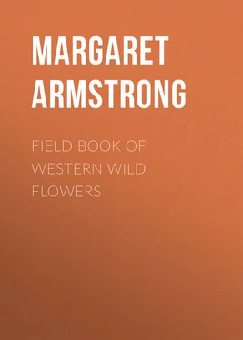 Margaret Armstrong Field Book of Western Wild Flowers обложка книги