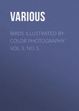 Various Birds Illustrated by Color Photography Vol 3. No 5. обложка книги