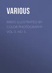 Various - Birds Illustrated by Color Photography Vol 3. No 5.