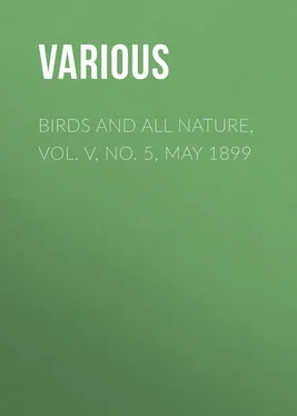 Various Birds and all Nature, Vol. V, No. 5, May 1899 обложка книги