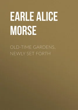 Alice Earle Old-Time Gardens, Newly Set Forth обложка книги