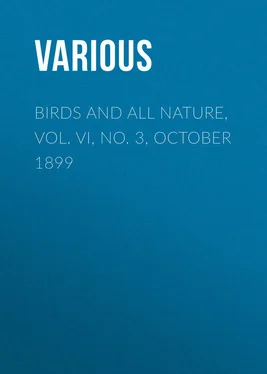 Various Birds and All Nature, Vol. VI, No. 3, October 1899 обложка книги