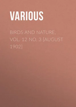 Various Birds and Nature, Vol. 12 No. 3 [August 1902] обложка книги