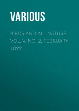 Various Birds and all Nature, Vol. V, No. 2, February 1899 обложка книги