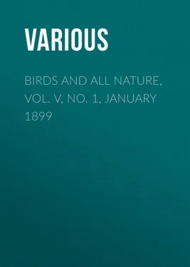 Various Birds and all Nature, Vol. V, No. 1, January 1899 обложка книги