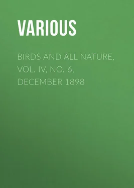 Various Birds and all Nature, Vol. IV, No. 6, December 1898 обложка книги