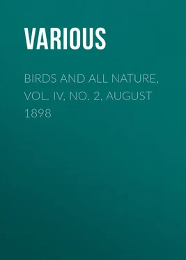Various Birds and all Nature, Vol. IV, No. 2, August 1898 обложка книги