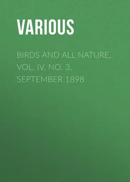 Various Birds and all Nature, Vol. IV, No. 3, September 1898 обложка книги