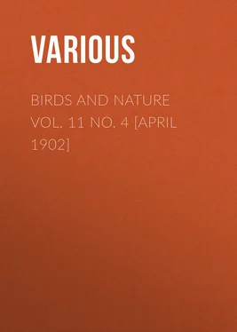 Various Birds and Nature Vol. 11 No. 4 [April 1902] обложка книги