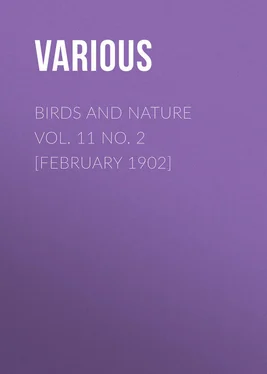 Various Birds and Nature Vol. 11 No. 2 [February 1902] обложка книги