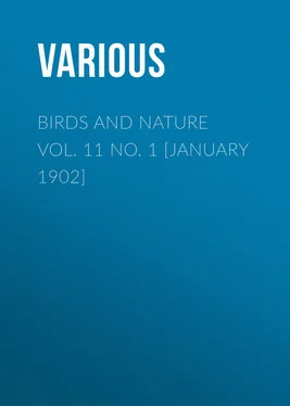 Various Birds and Nature Vol. 11 No. 1 [January 1902] обложка книги