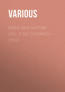 Various Birds and Nature Vol. 9 No. 3 [March 1901] обложка книги