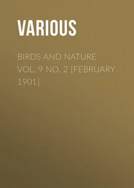 Various Birds and Nature Vol. 9 No. 2 [February 1901] обложка книги