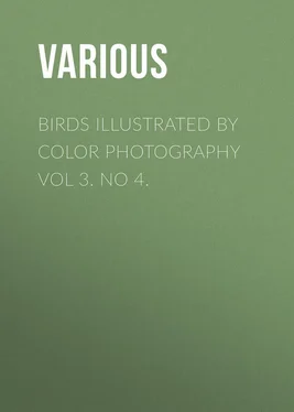 Various Birds Illustrated by Color Photography Vol 3. No 4. обложка книги