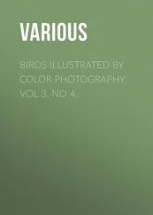 Various - Birds Illustrated by Color Photography Vol 3. No 4.