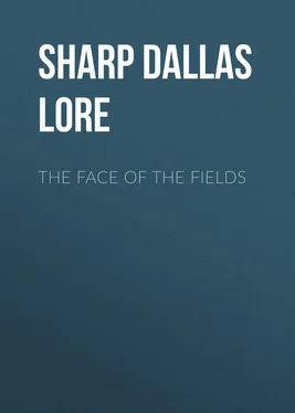 Dallas Sharp The Face of the Fields обложка книги