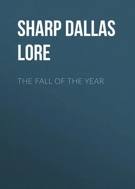 Dallas Sharp The Fall of the Year обложка книги