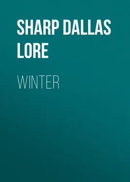 Dallas Sharp Winter обложка книги