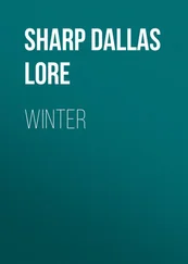 Dallas Sharp - Winter