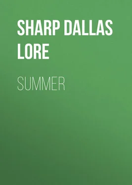 Dallas Sharp Summer обложка книги