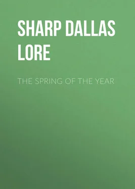 Dallas Sharp The Spring of the Year обложка книги