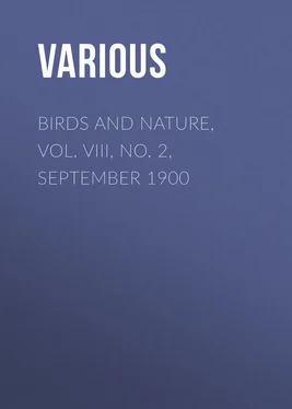 Various Birds and Nature, Vol. VIII, No. 2, September 1900 обложка книги