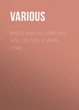 Various Birds and all Nature, Vol. VII, No. 4, April 1900 обложка книги