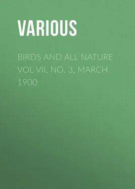 Various Birds and all Nature Vol VII, No. 3, March 1900 обложка книги