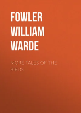 William Fowler More Tales of the Birds обложка книги