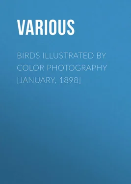 Various Birds Illustrated by Color Photography [January, 1898] обложка книги